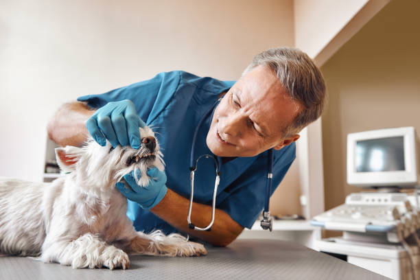 Best Walk-In Emergency Dentist in De Witt, NY